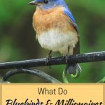 It's weird, but true. Here is something bluebirds have in common with first-generation millionaires.