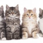 Read this blog post about free kitten giveaways on Everyone Loves Your Money.