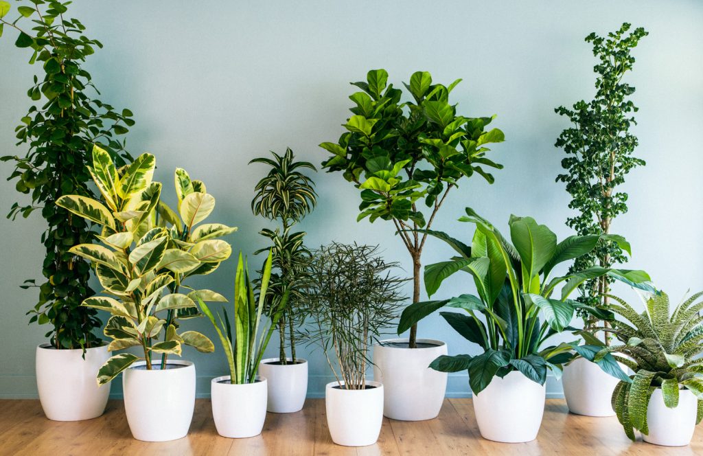 houseplants