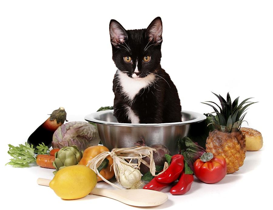 Pros and cons of making your own cat food everybody loves your money