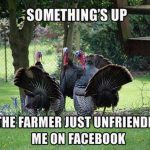 Thanksgiving turkey shopping