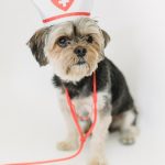 Start a Pet Insurance Company