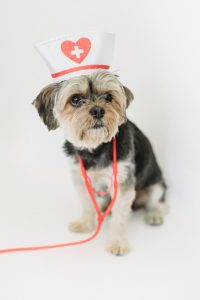 Start a Pet Insurance Company