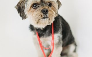 Start a Pet Insurance Company