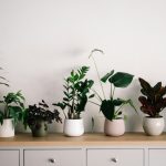 House plant