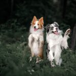two funny Border Collie dogs sit on the background of greenery and nature