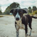 A black and white dog looking at the camera