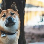 Dog with a collar looking at camera