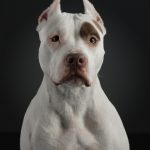 dog breeds