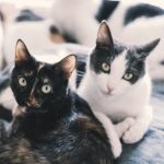 black and black and white cat