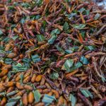 eating bugs