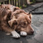 Close-up portrait of a dog that is secretly hiding an injury