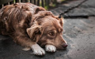 Close-up portrait of a dog that is secretly hiding an injury