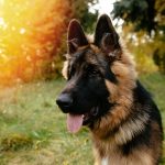 Portrait of young dog German Shepherd