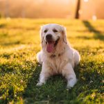 A picture of a golden retriever in the grass
