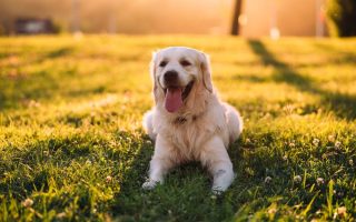A picture of a golden retriever in the grass