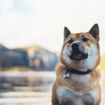 An Akita dog outside