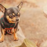 Chihuahua dog in black and orange sweater outdoors. Mini dog on a walk.