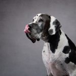 Great Dane in front of a gray background