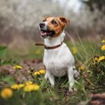 A happy Jack Russell Terrier