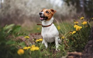 A happy Jack Russell Terrier
