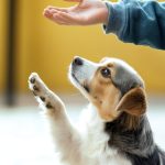 A dog that has undergone dog training via a smartphone app