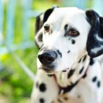 A dalmation: one of the dog breeds most likely to be abandoned
