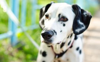 A dalmation: one of the dog breeds most likely to be abandoned