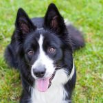 Portrait of border collie lying on the grass