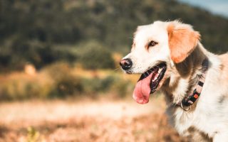 A dog, happy and excited to be around people
