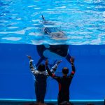 Visitors at SeaWorld, one of the tourist attractions that were shut down for ethical reasons