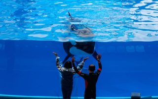 Visitors at SeaWorld, one of the tourist attractions that were shut down for ethical reasons