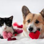 Two pets who need routine in their lives