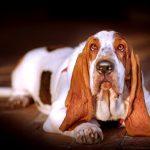 Basset hounds are surprisingly useless as guard dogs.