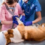 A pet emergency could wipe out your entire savings account.