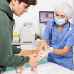 Veterinarians are charging
