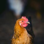 There are hidden costs of keeping backyard chickens.