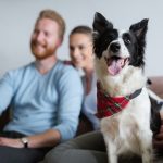 Some pet accessories are a waste of money according to vets.