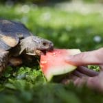 14 Pets That Rarely Need Vet Visits but Live for Years